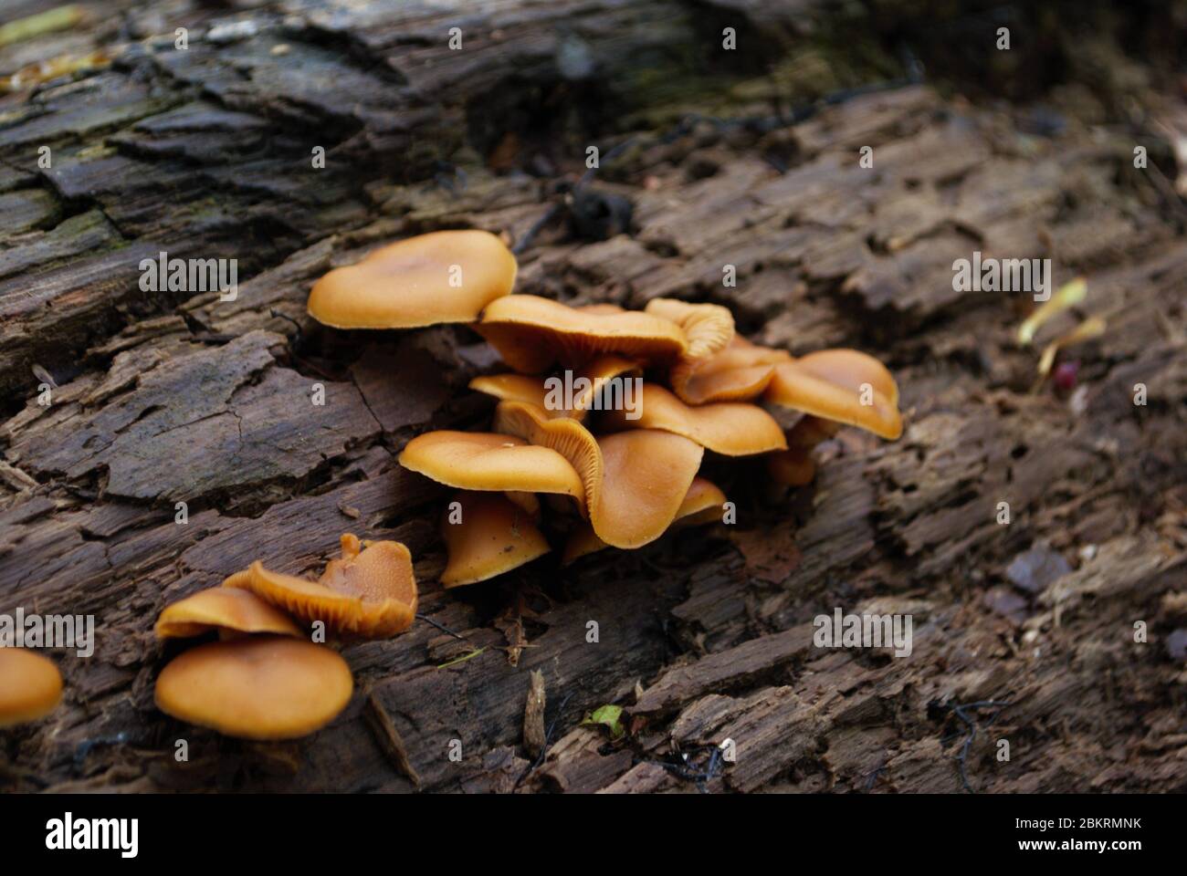mensa fungo che cresce su un albero caduto nei boschi Foto Stock