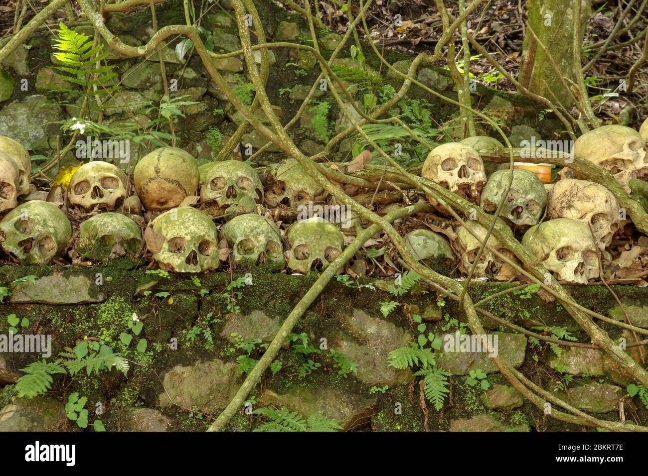 Teschi al Cimitero Terunyan di Kuburan sull'isola di Bali. Teschi umani impilati in file uno sopra l'altro su pareti di pietra sotto gli alberi di banyan, whic Foto Stock