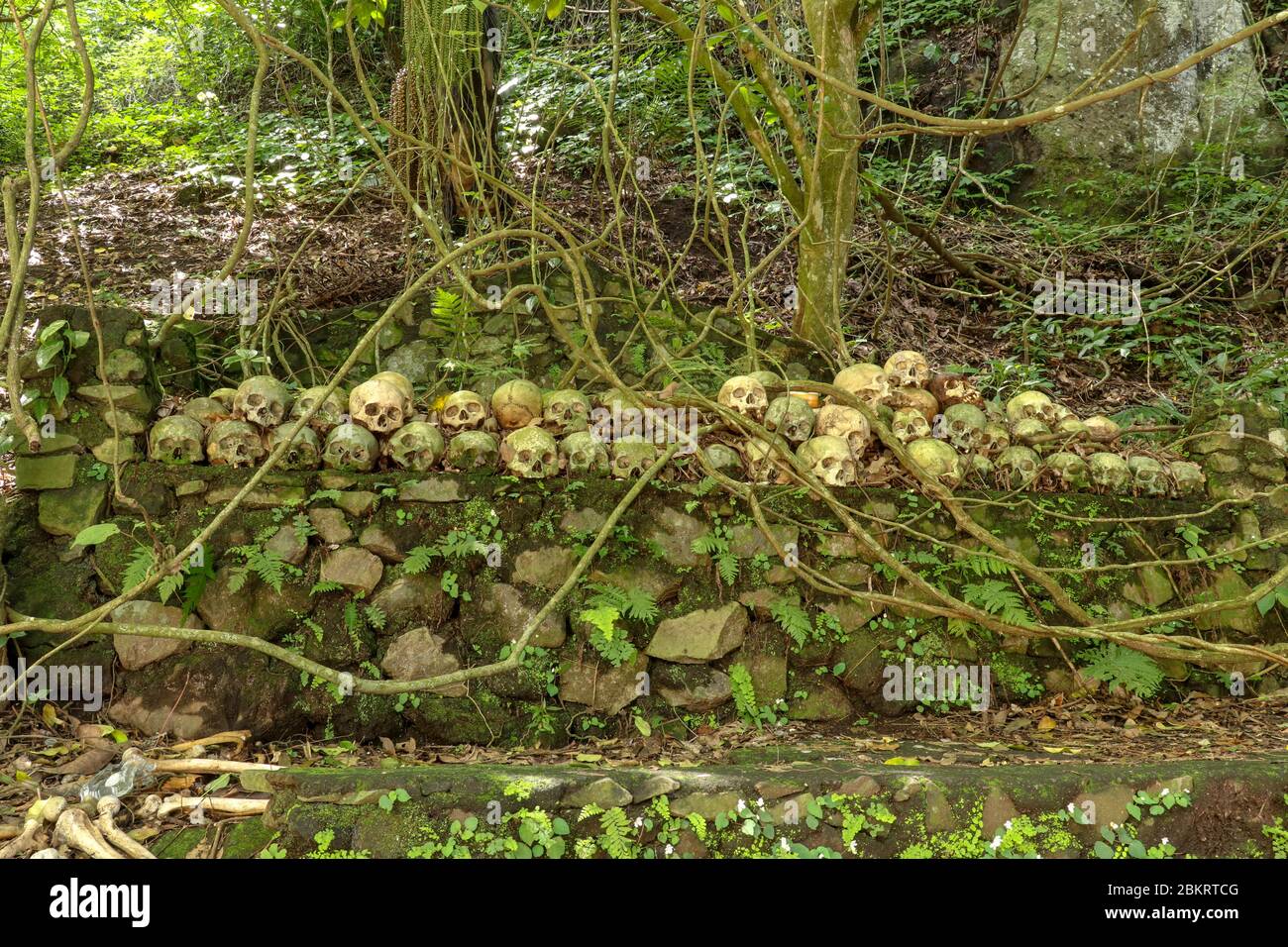 Teschi al Cimitero Terunyan di Kuburan sull'isola di Bali. Teschi umani impilati in file uno sopra l'altro su pareti di pietra sotto gli alberi di banyan, whic Foto Stock