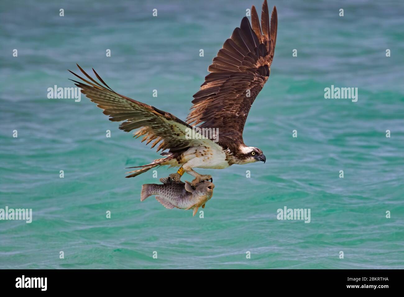 Cosprano occidentale (Pandion haliaetus) con anelli e bande (Pandion haliaetus) che vola sul mare con pesci pappagallo catturati nei suoi taloni, arcipelago di Capo Verde/Cabo Verde Foto Stock