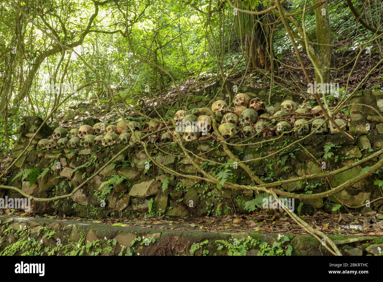 Teschi al Cimitero Terunyan di Kuburan sull'isola di Bali. Teschi umani impilati in file uno sopra l'altro su pareti di pietra sotto gli alberi di banyan, whic Foto Stock
