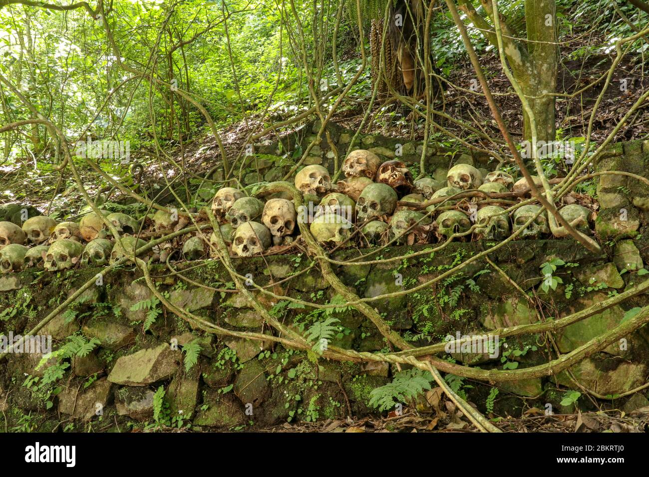 Teschi al Cimitero Terunyan di Kuburan sull'isola di Bali. Teschi umani impilati in file uno sopra l'altro su pareti di pietra sotto gli alberi di banyan, whic Foto Stock
