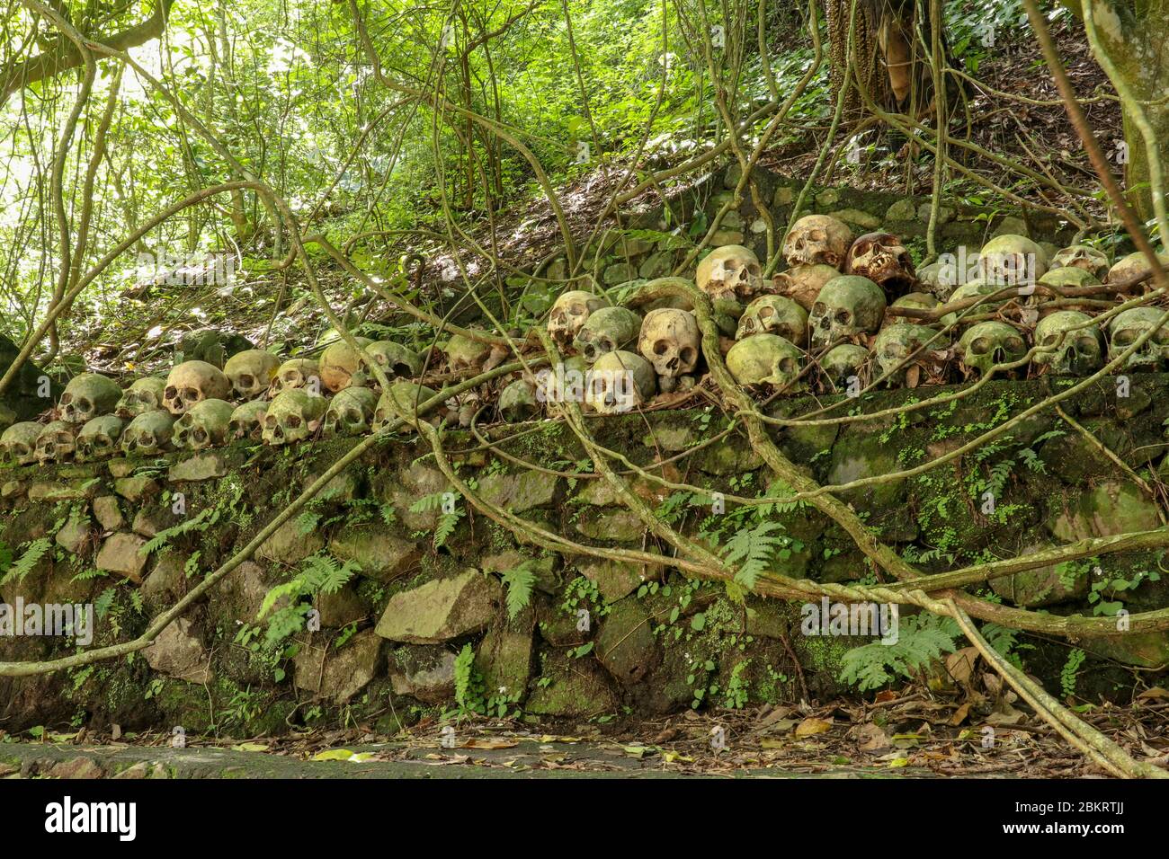 Teschi al Cimitero Terunyan di Kuburan sull'isola di Bali. Teschi umani impilati in file uno sopra l'altro su pareti di pietra sotto gli alberi di banyan, whic Foto Stock