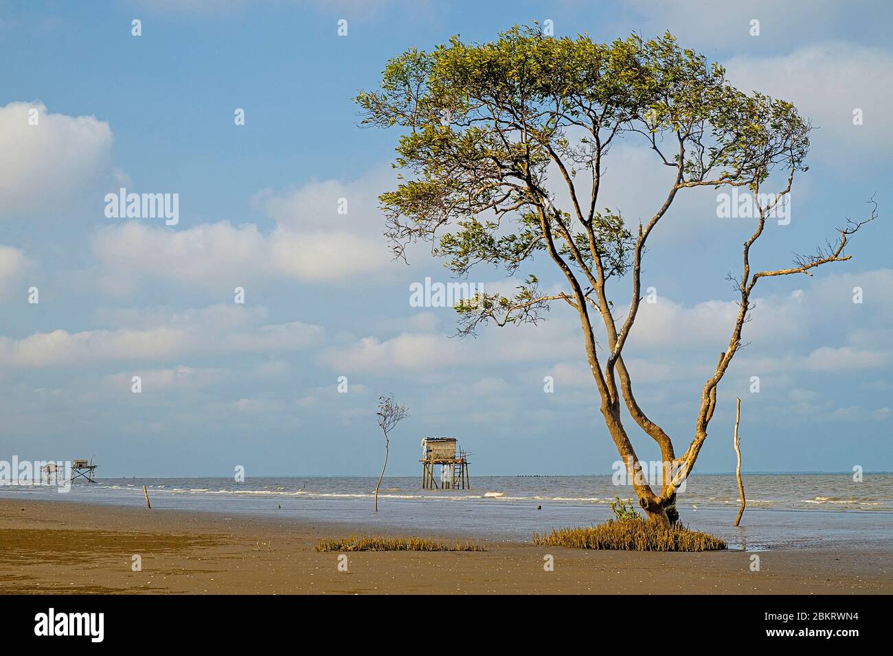 Il Vietnam, provincia di Tien Giang, andare Cong, paesaggio di mangrovie Foto Stock