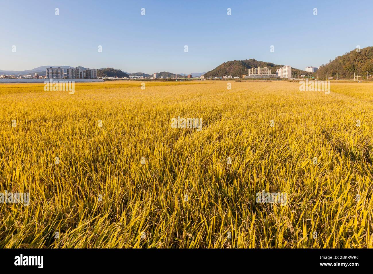 Corea del Sud, Provincia di Gyeongsang del Nord, Kimcheon, campo di riso, contrasto tra edifici e campi Foto Stock