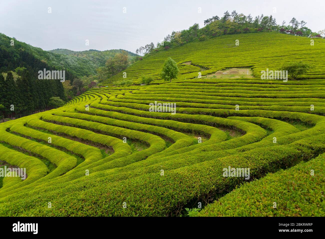 Corea del Sud, Provincia di Jeolla Sud, campi da tè verde Boseong, vista generale di una piantagione di tè Foto Stock