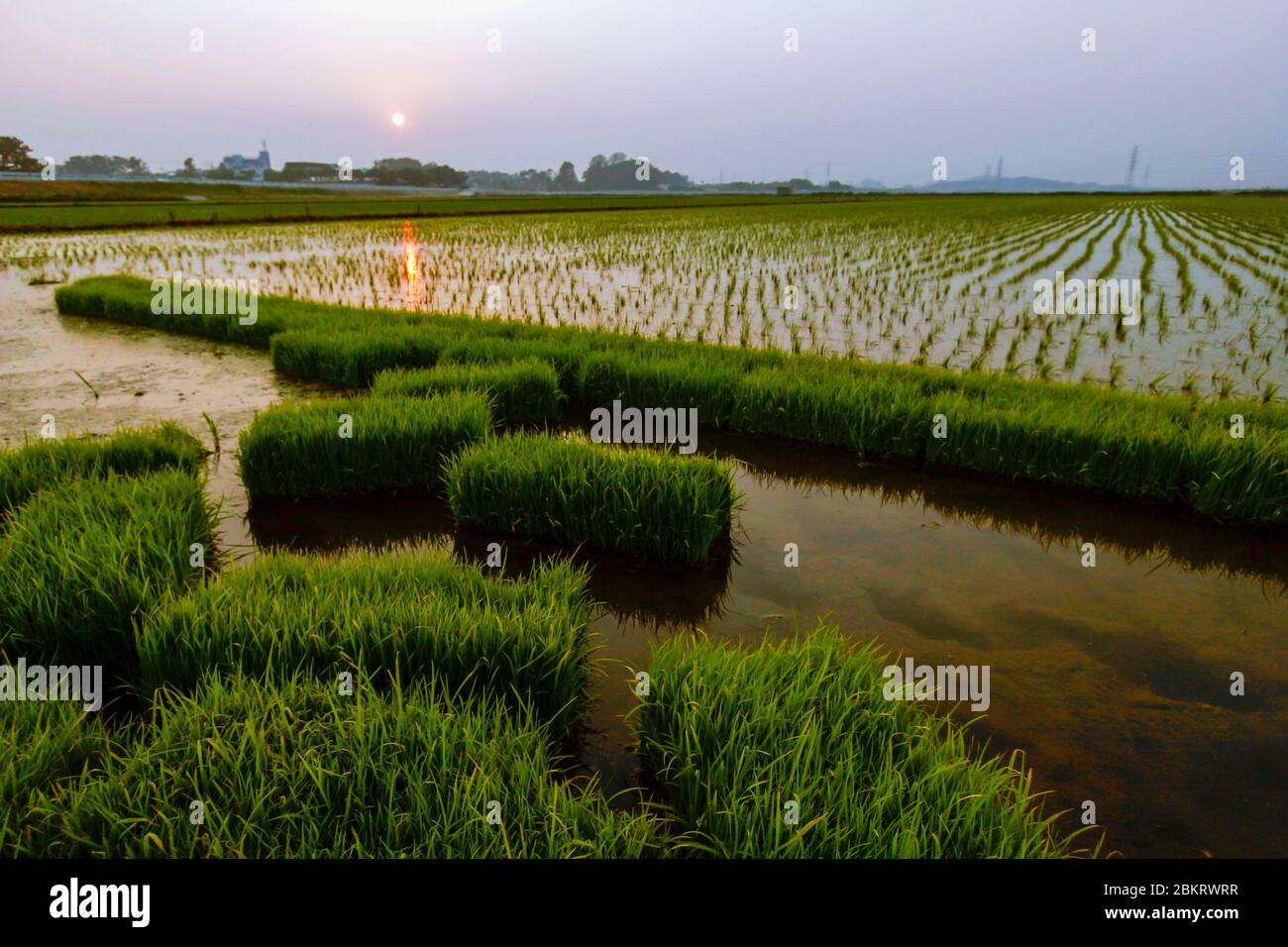 Corea del Sud, Provincia di Jeolla Nord, Iksan, che tramonta il sole sui campi di riso Foto Stock