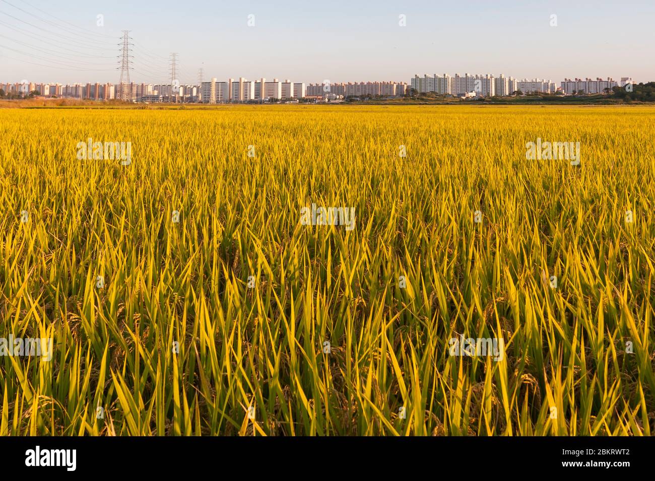 Corea del Sud, Provincia di Jeolla Nord, Iksan, campo di riso, contrasto tra edifici e campi Foto Stock
