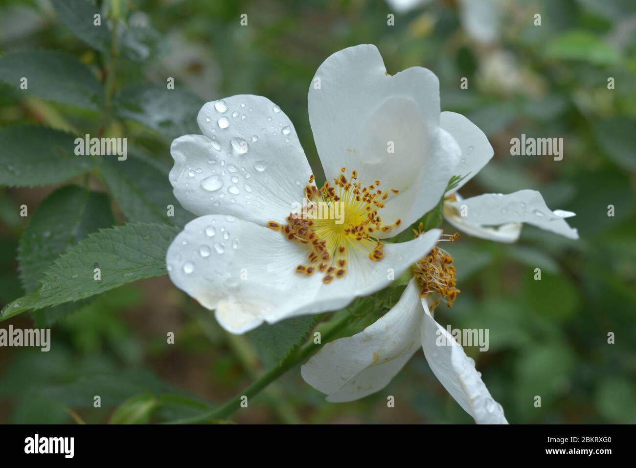 rosa bianca fiorente dopo primo piano pioggia Foto Stock