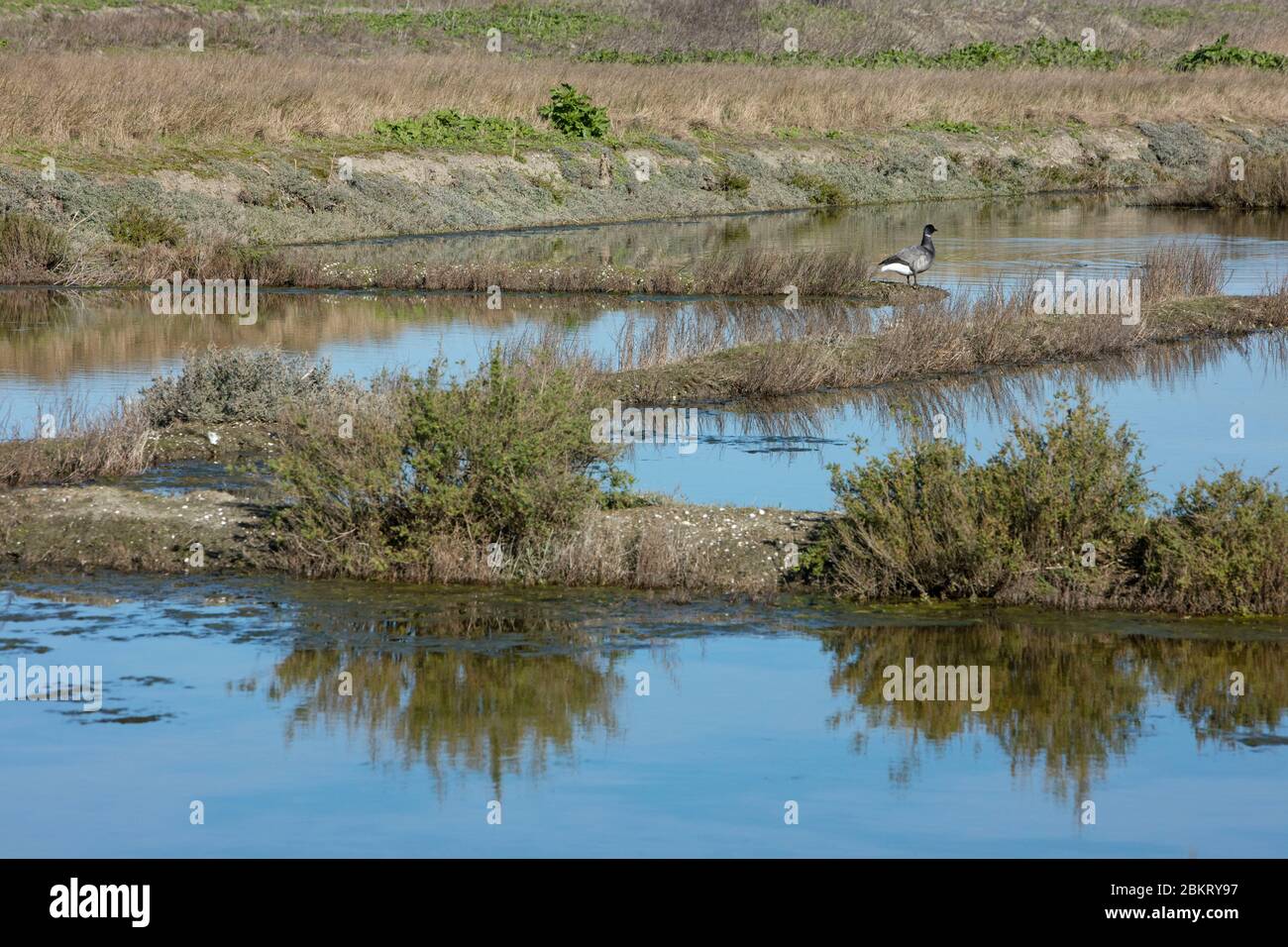 Francia, Isola di R?, Charente Maritime, Lilleau des Niges, Fier d'Ars Foto Stock