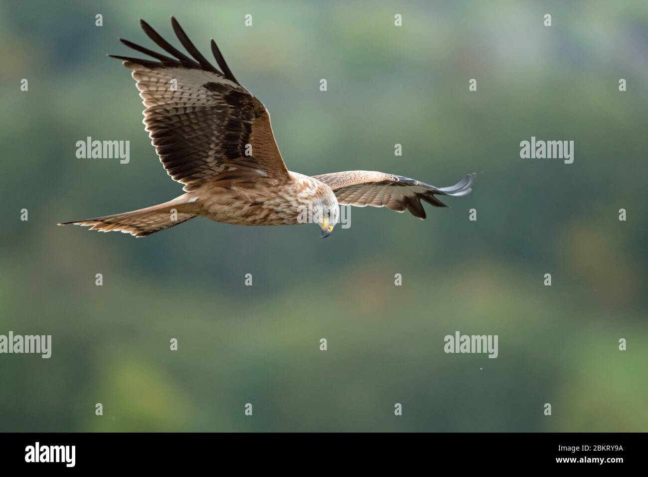 Francia, Cantal, Murat, Red Kite, (Milvus milvus) Foto Stock