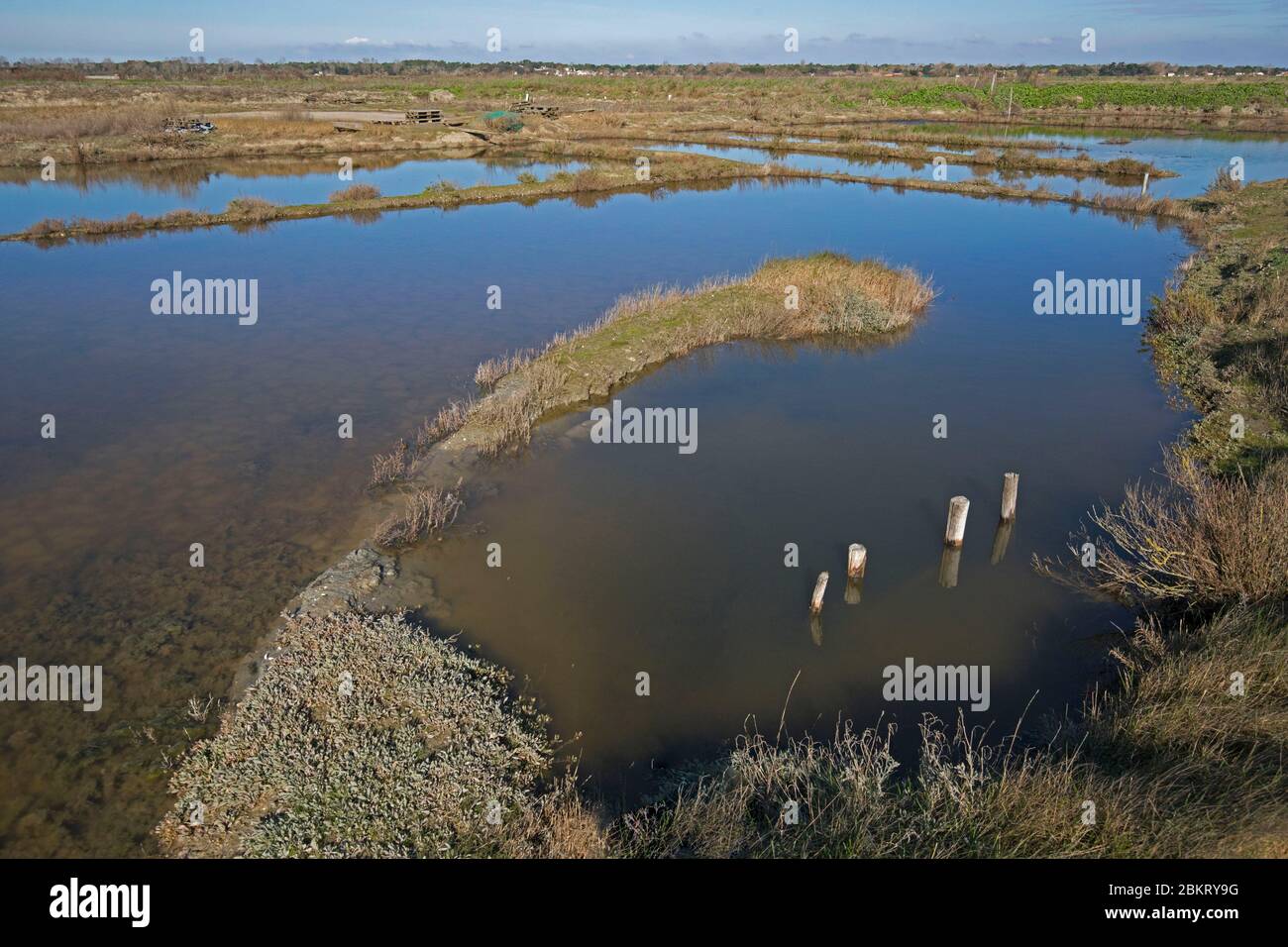 Francia, Isola di R?, Charente Maritime, Lilleau des Niges, Fier d'Ars Foto Stock