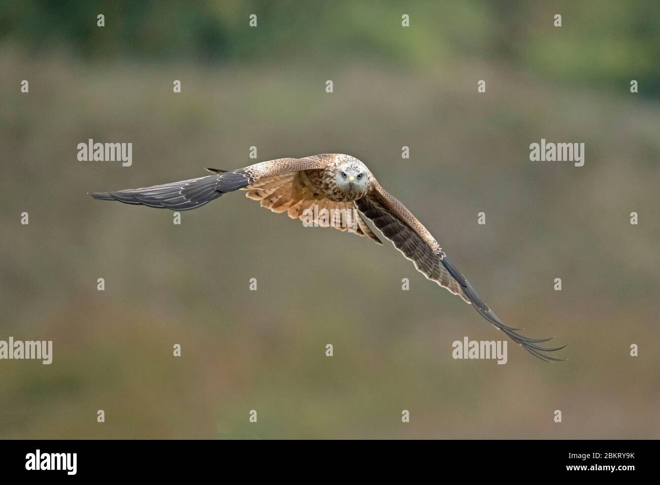 Francia, Cantal, Murat, Red Kite, (Milvus milvus) Foto Stock