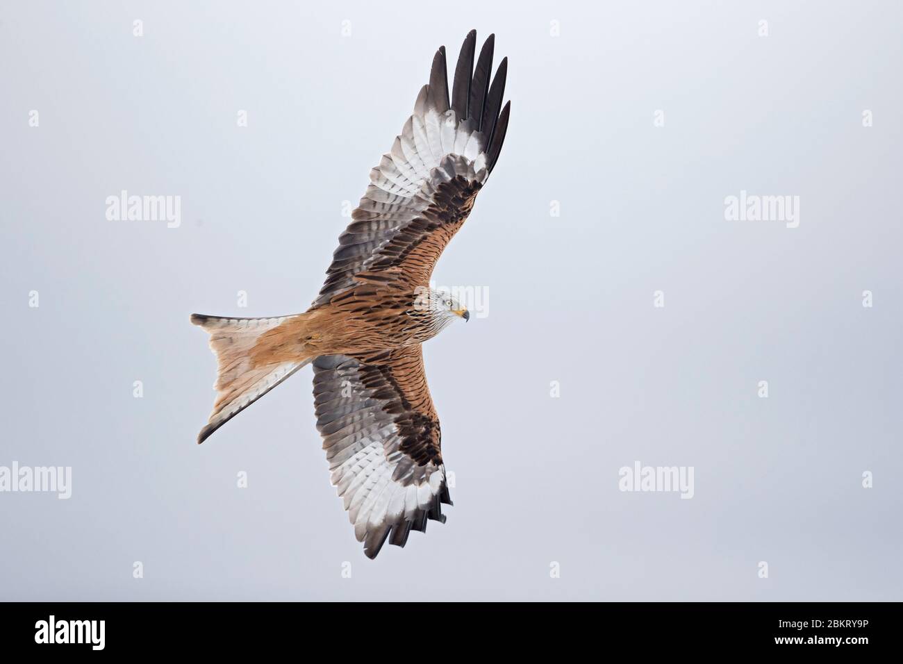 Francia, Cantal, Murat, Red Kite, (Milvus milvus) Foto Stock