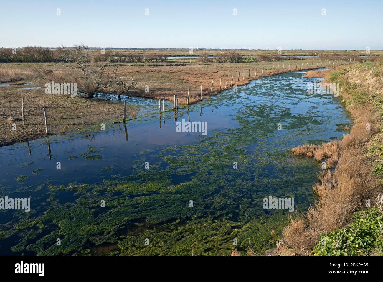 Francia, Isola di R?, Charente Maritime, Lilleau des Niges, Fier d'Ars Foto Stock