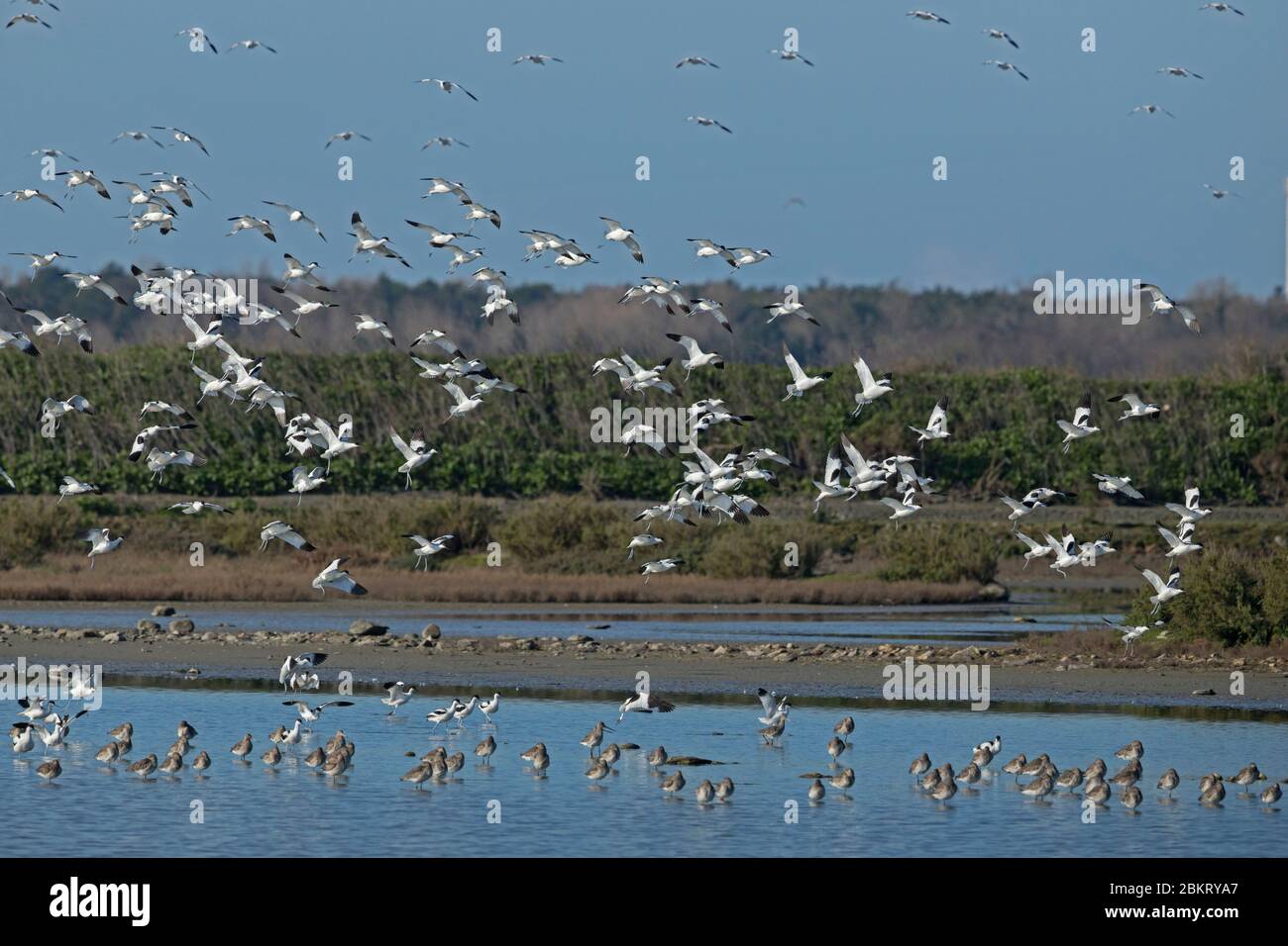 Francia, Isola di R?, Charente Maritime, Lilleau des Niges, Fier d'Ars, Pied Avocet (Recurvirostra avosetta) Foto Stock