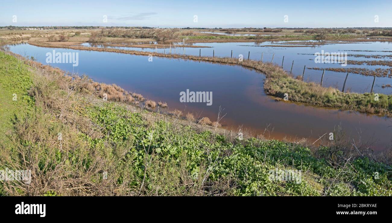 Francia, Isola di R?, Charente Maritime, Lilleau des Niges, Fier d'Ars Foto Stock