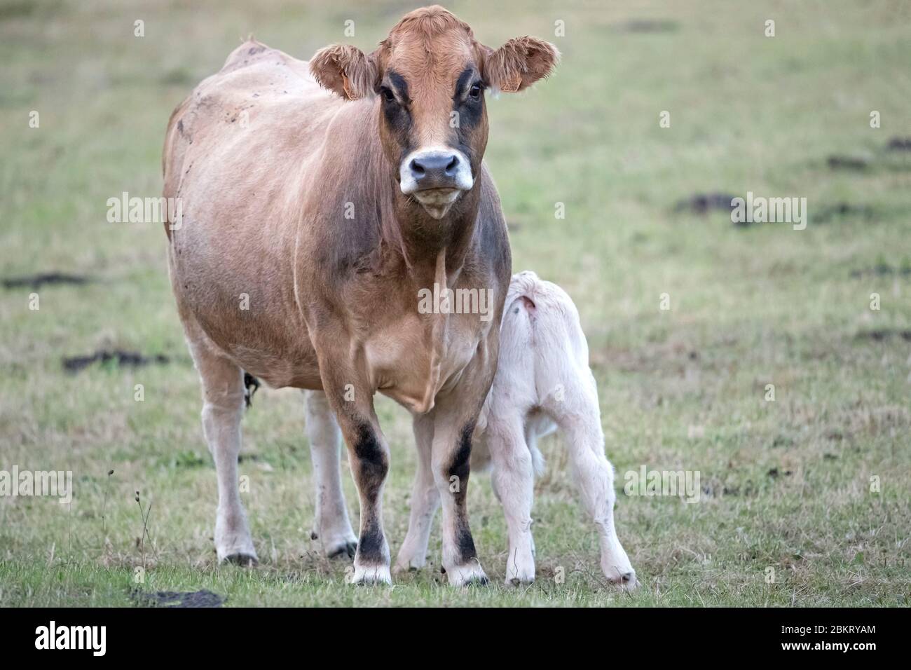 Francia, Cantal, Murat, Aubrac mucca con il suo vitello Foto Stock