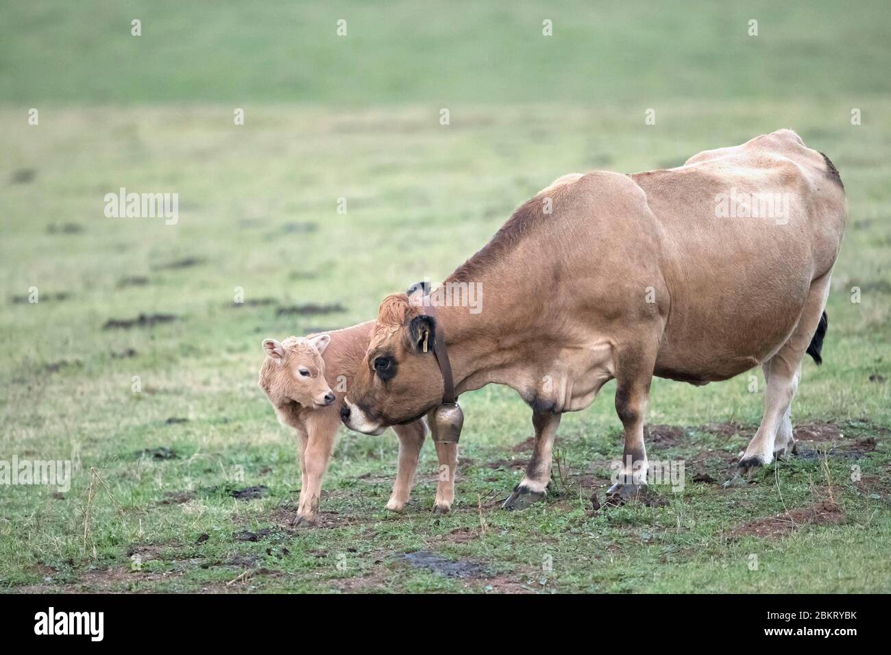 Francia, Cantal, Murat, Aubrac mucca con il suo vitello Foto Stock