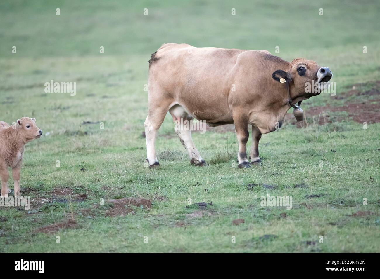 Francia, Cantal, Murat, mucca di Aubrac Foto Stock