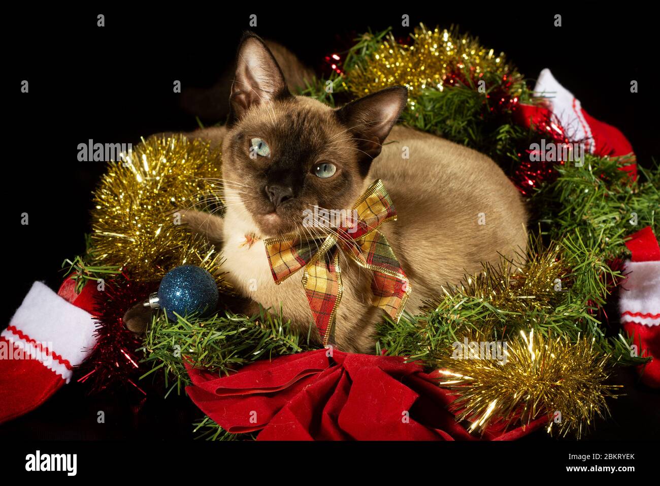 Gatto siamese nel mezzo del tinsel di Natale; guardando lo spettatore; su sfondo scuro Foto Stock