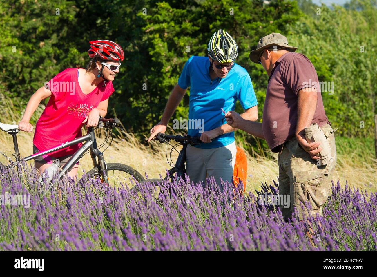 Francia, Drome Valence, ViaRhona, ciclista che passa per i campi di lavanda Foto Stock