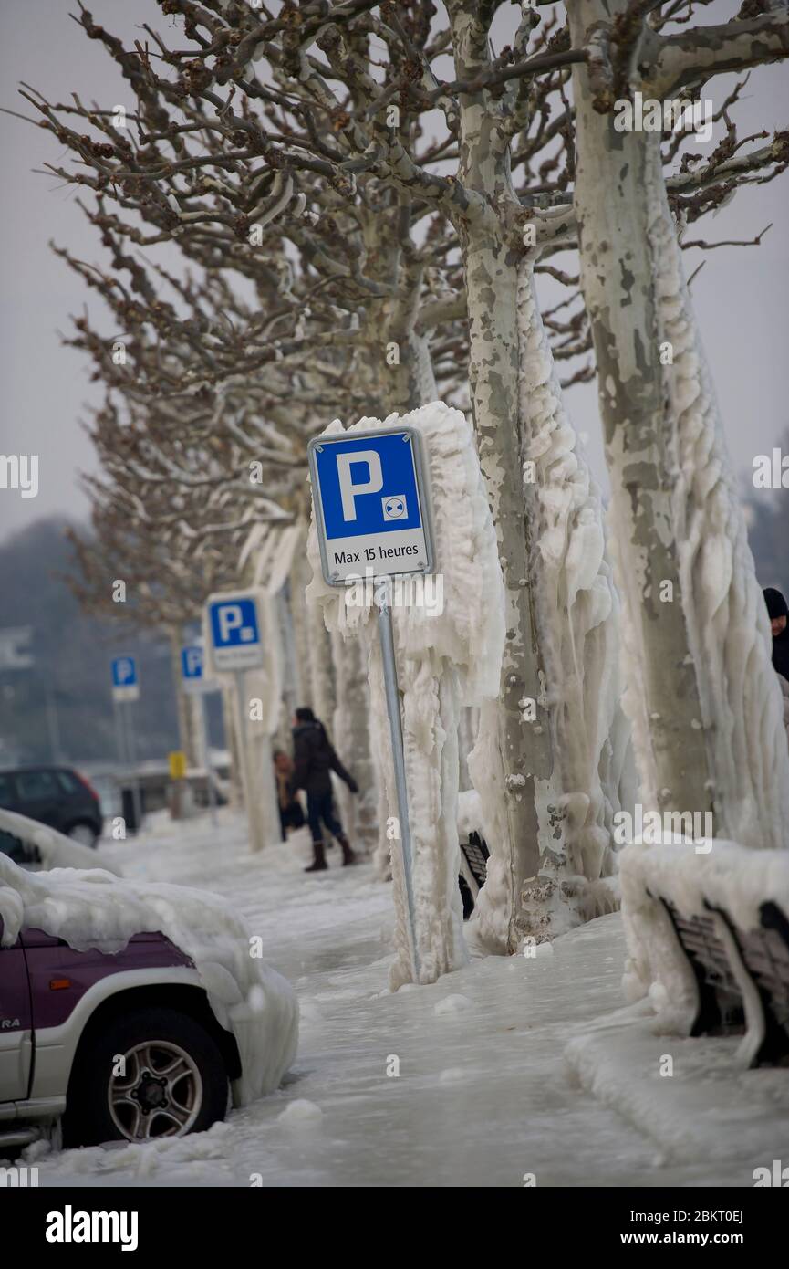 Svizzera, cantone di Ginevra, Versoix, i bordi del lago di Ginevra gelido in un vento molto forte e freddo, alberi coperti di ghiaccio Foto Stock