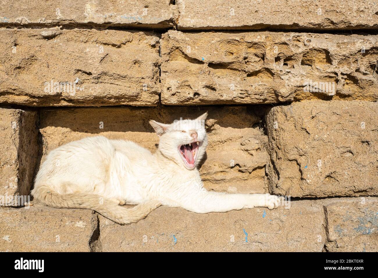 Marocco, Marrakech Safi, Essaouira, gatto nel porto di pesca tradizionale Foto Stock