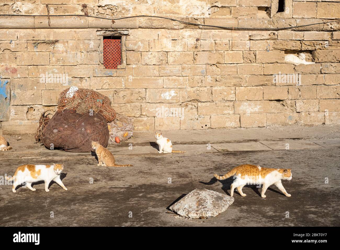 Marocco, Marrakech Safi, Essaouira, gatti nel porto di pesca tradizionale Foto Stock