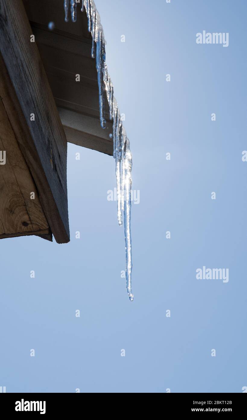 Ghiaccioli sul bordo di un tetto di metallo, che si scioglie, gocciola con acqua, retroilluminato dal sole contro il cielo blu Foto Stock