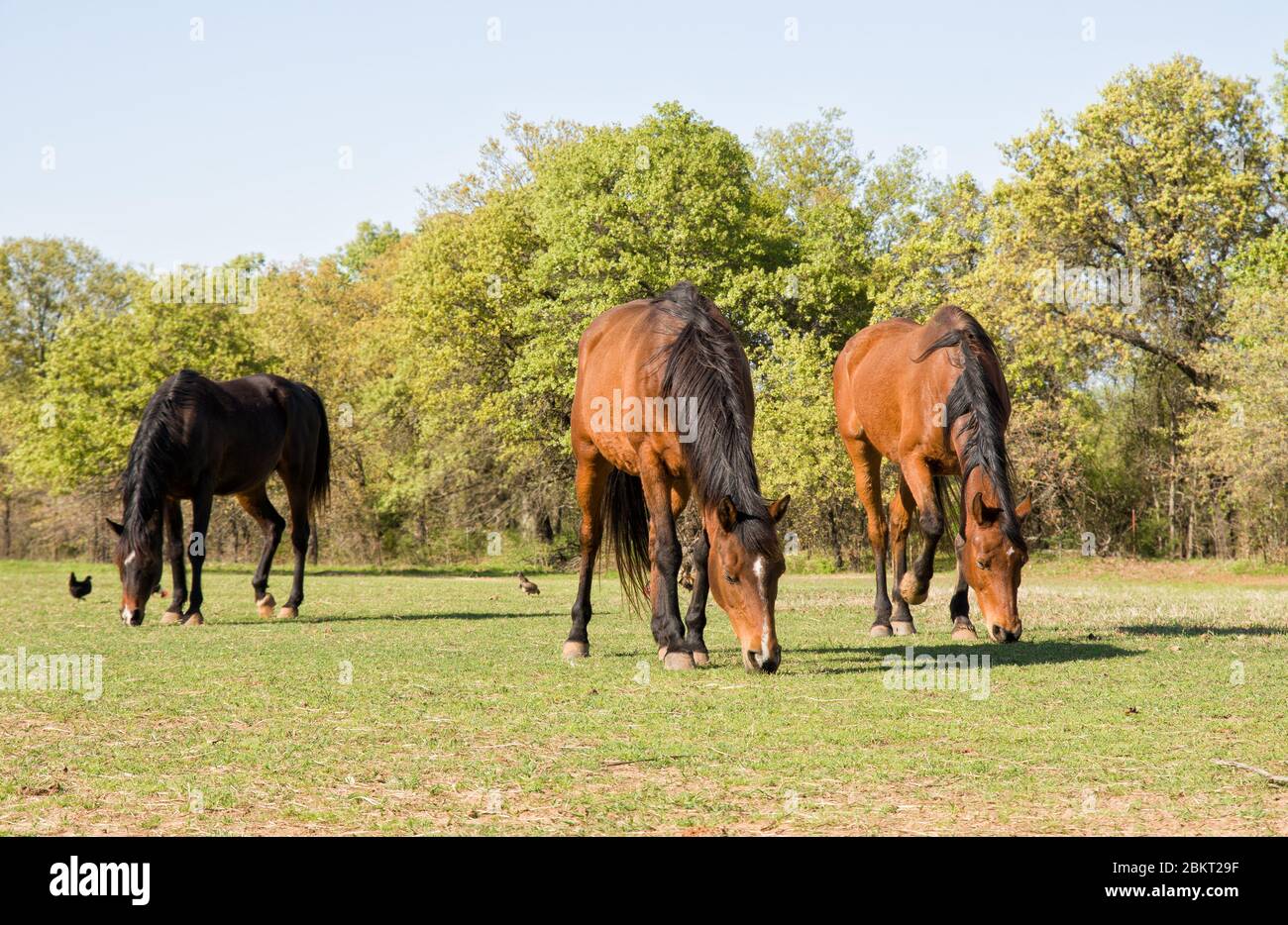 Tre cavalli arabi al pascolo in prima serata sole in primavera Foto Stock