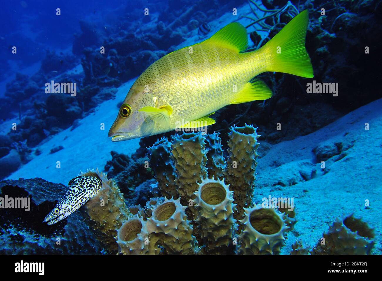 Il dentice giallo sopra le spugne del tubo e un anguilla macchiata nera che esce da una spugna del tubo nel mare dei caraibi, Bonaire, isola, caraibico Foto Stock