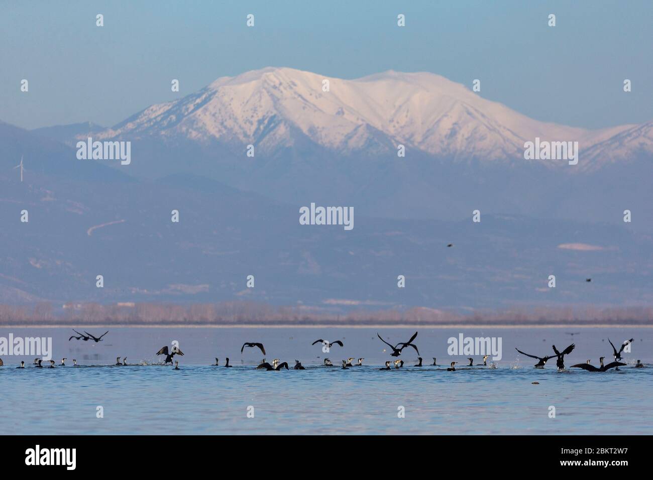 Grecia, Macedonia, lago Kerkini, Grande Cormorano (Phalacrocorax carbo) Foto Stock