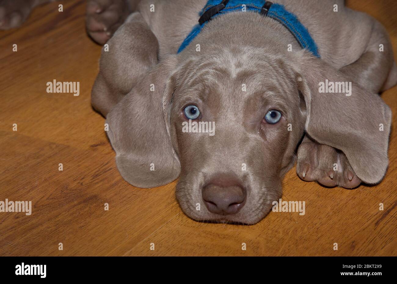 Primo piano del volto di un adorabile cucciolo Weimaraner appoggiato sul pavimento Foto Stock