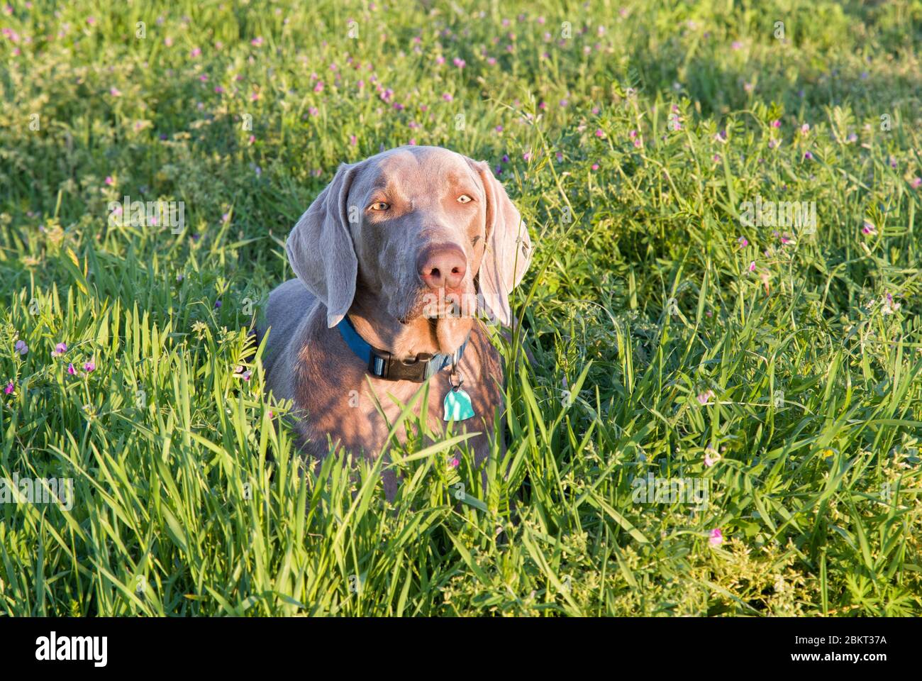 Bel cane Weimaraner riposato in erba alta tra i fiori, al sole di sera Foto Stock