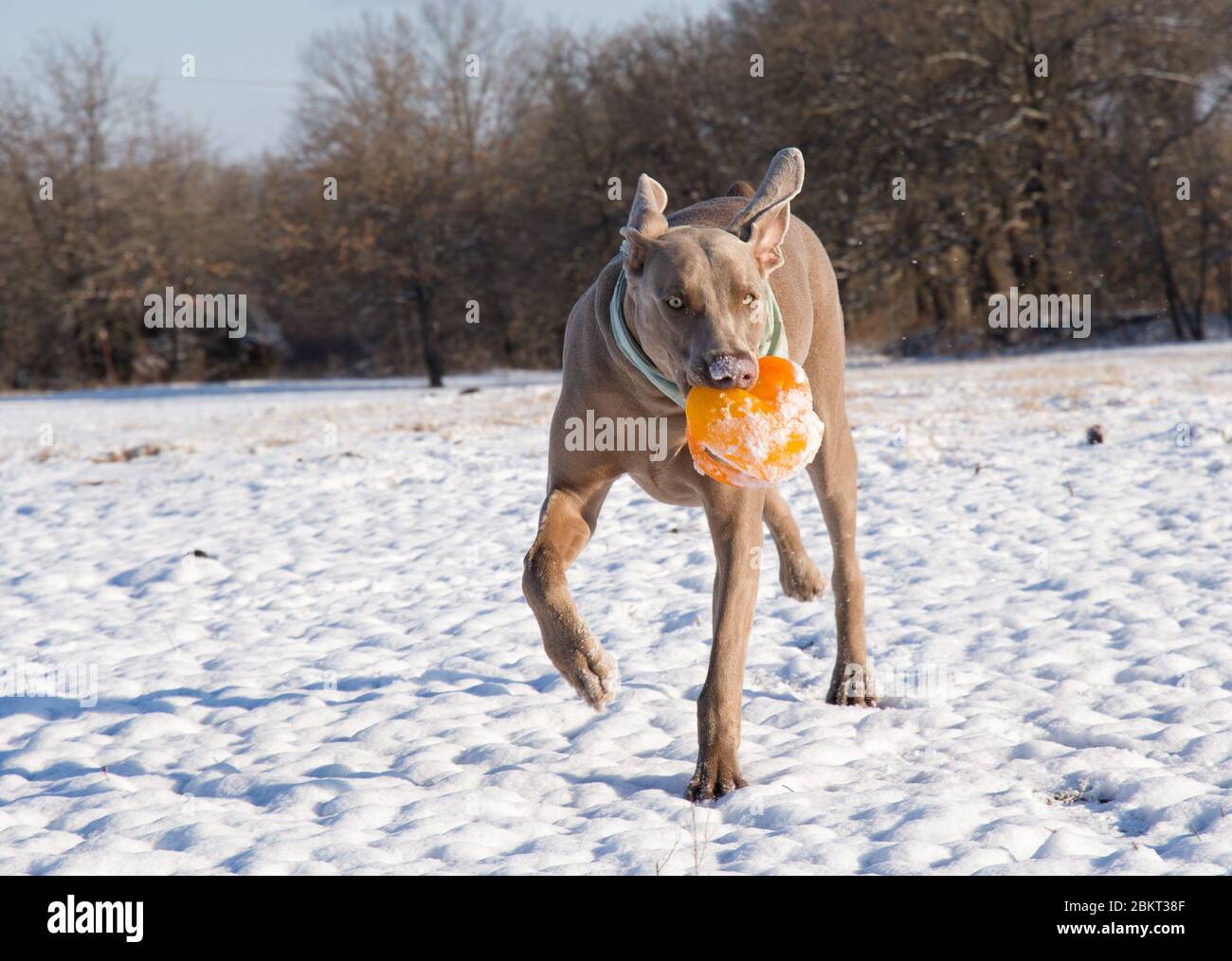 Cane Weimaraner che corre con una palla arancione su un campo nevoso Foto Stock