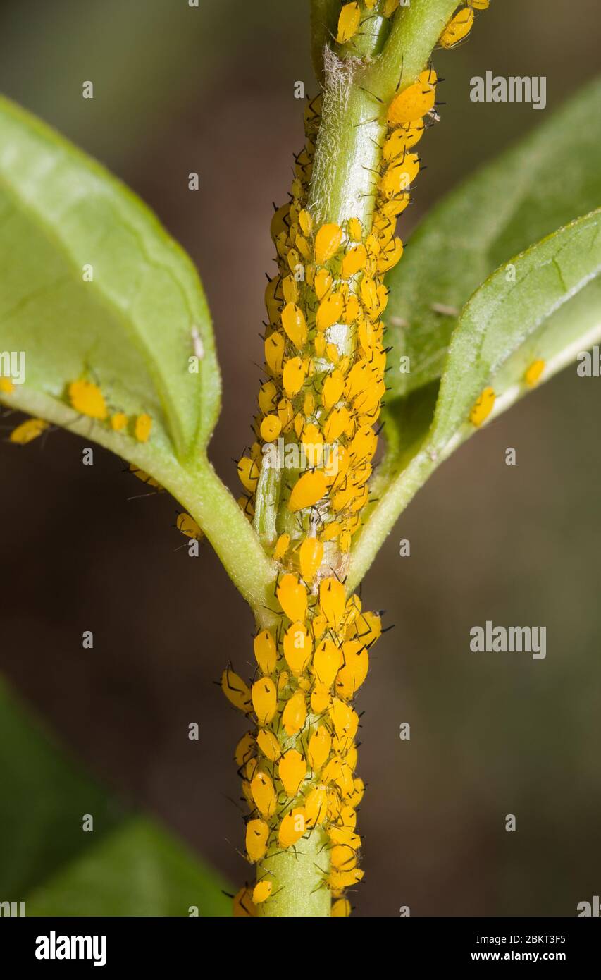 Gli afidi dell'oleandro si riunavano su un gambo di Milkweed Foto Stock