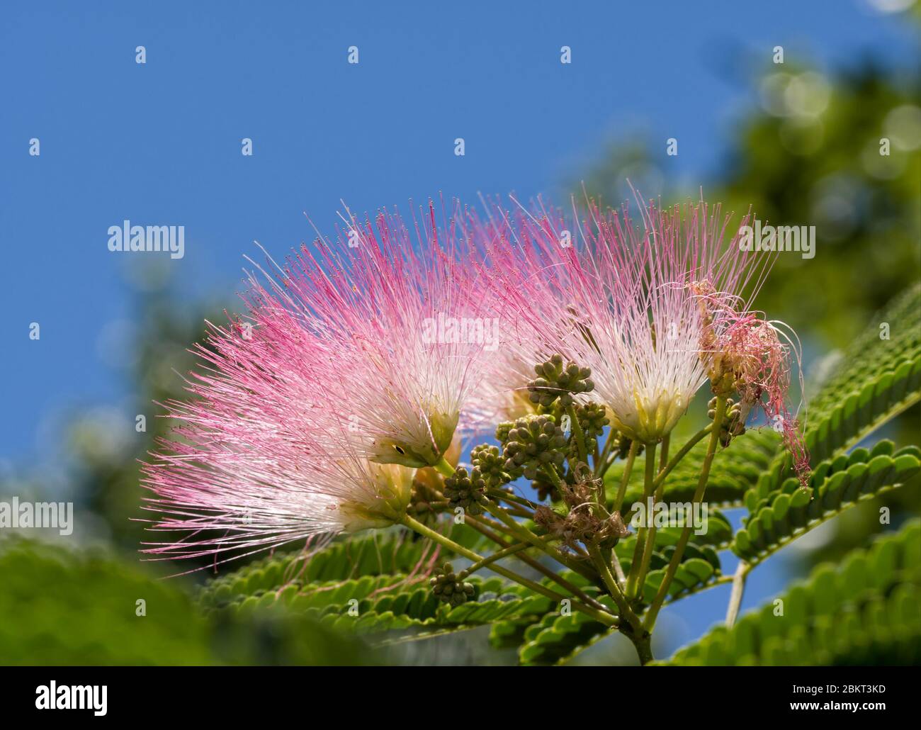 Rosa brillante l'albero della seta persiana fiorisce contro il cielo blu Foto Stock