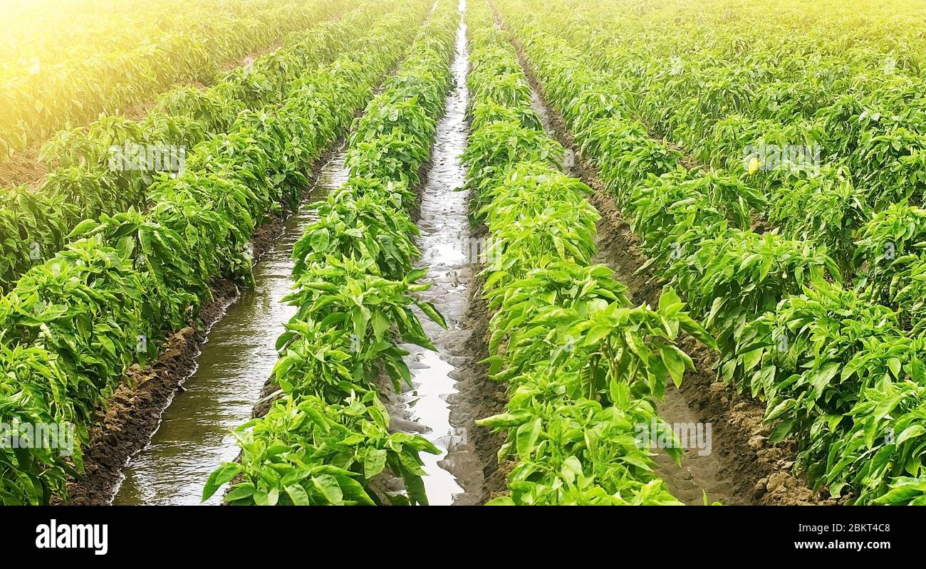Irrigazione canali tradizionali di acquavite di piantagioni di peperoni di paprika. Ortaggi in crescita nell'industria agricola. Prodotti alimentari biologici. Cultivat Foto Stock