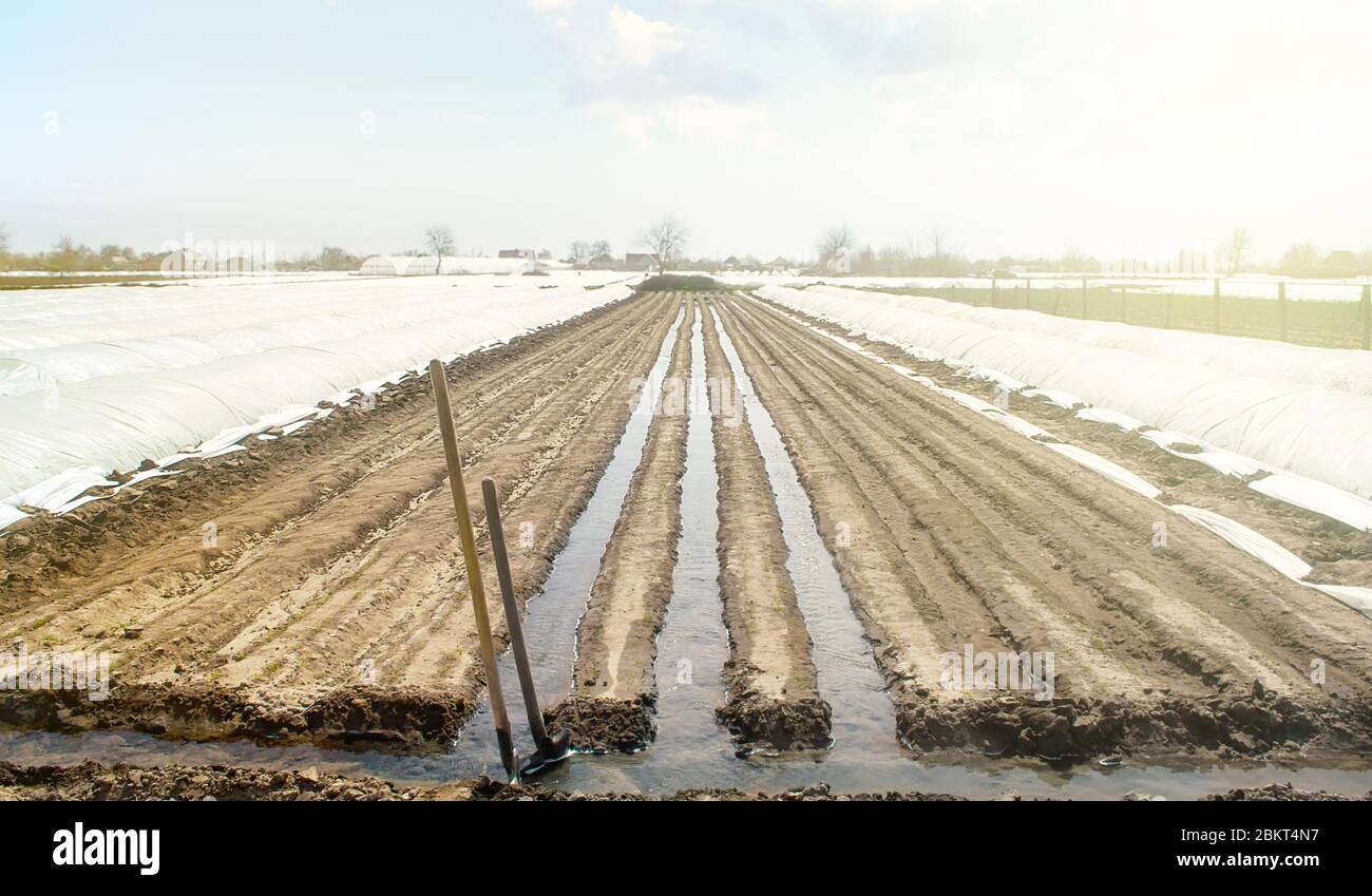 Annaffiatura filari di piantagioni di carote in modo aperto. Irrigazione copiosa pesante dopo semina semi. Moisturize il suolo e stimolare la crescita. Agricoltura agr Foto Stock