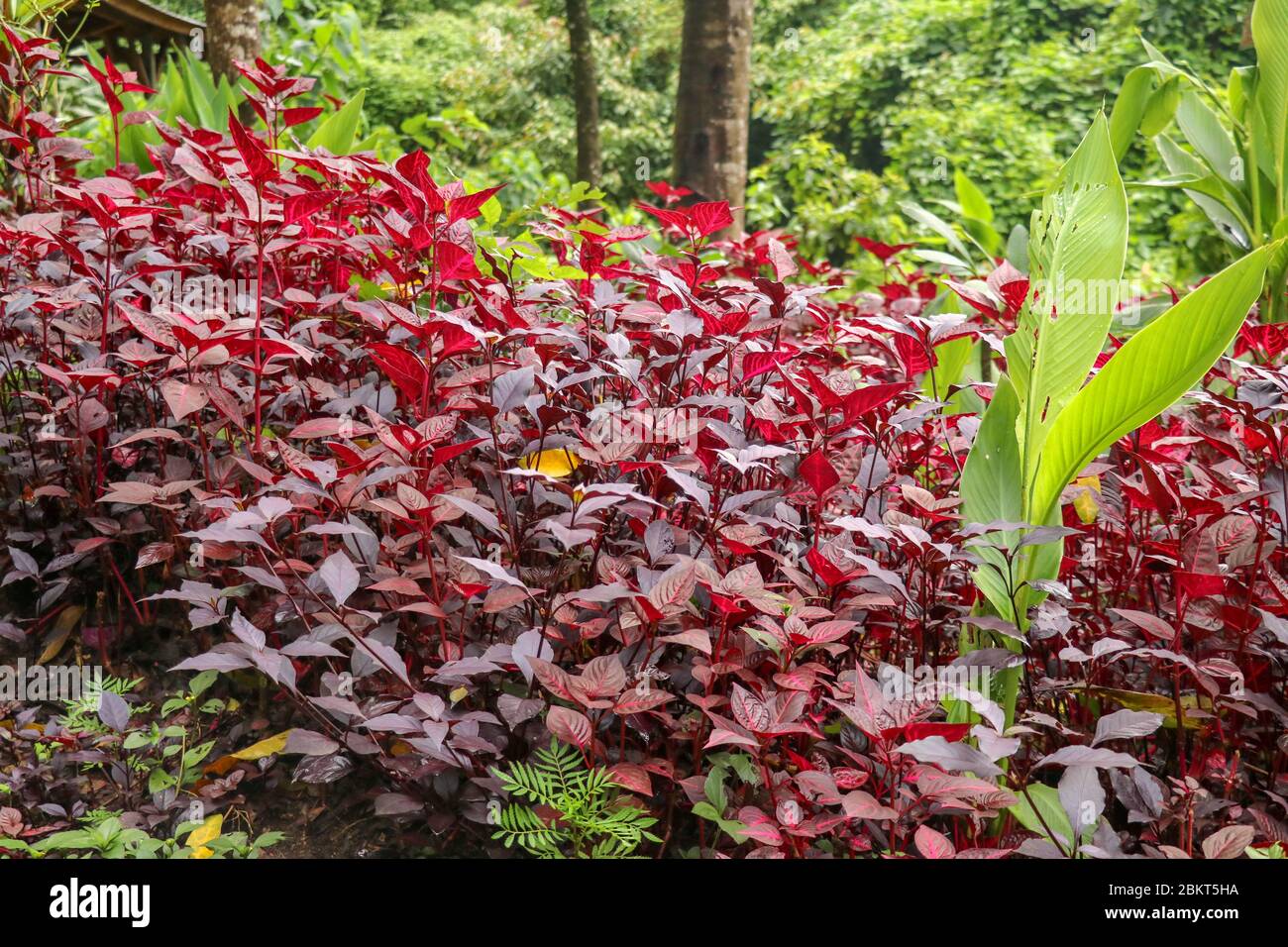 Herbsts sangue o Iresine herbstii o pollo Gizzard o Beefsteak pianta o Formosa sangue erbaceo piante perenni con lea brillante rosso brillante Foto Stock