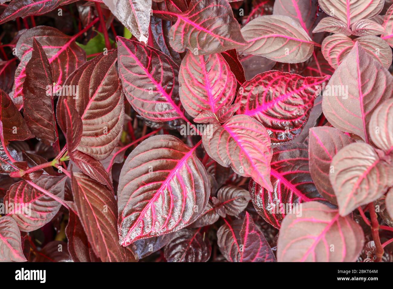 Viola e rosa Iresine Herbstii foglia sfondo. Pianta ornamentale a foglia di  sangue rossa. Foglie rosse di giardino di piante primo piano. Pianta da  fiore, amaranthaceae Foto stock - Alamy