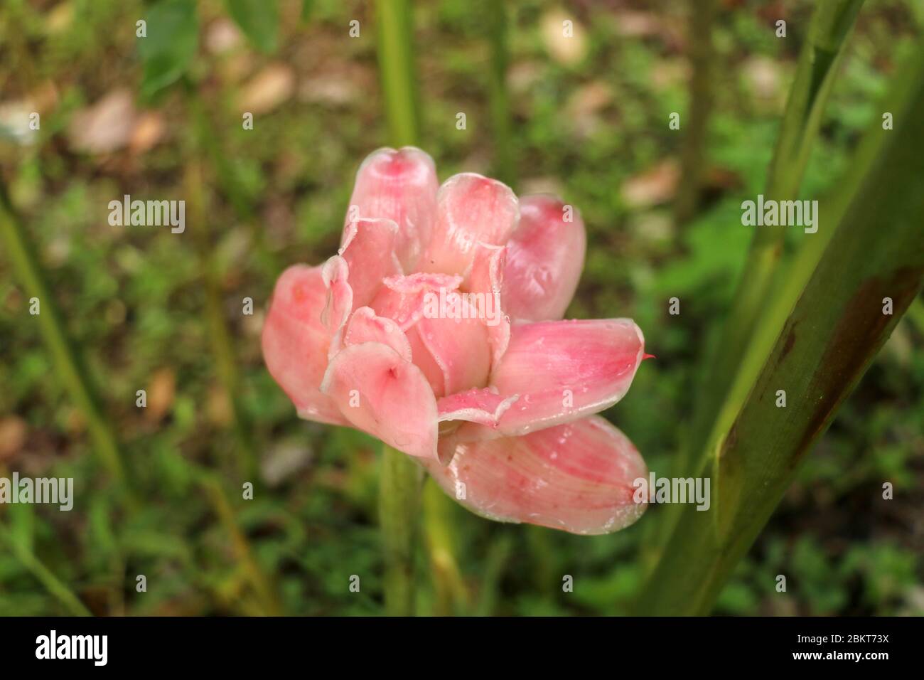 Ellingera elatior è una specie di pianta erbacea perenne. I sinonimi botanici includono Nicolaia elatior, Phaeomeria magnifica, Nicolaia speciosa, pH Foto Stock