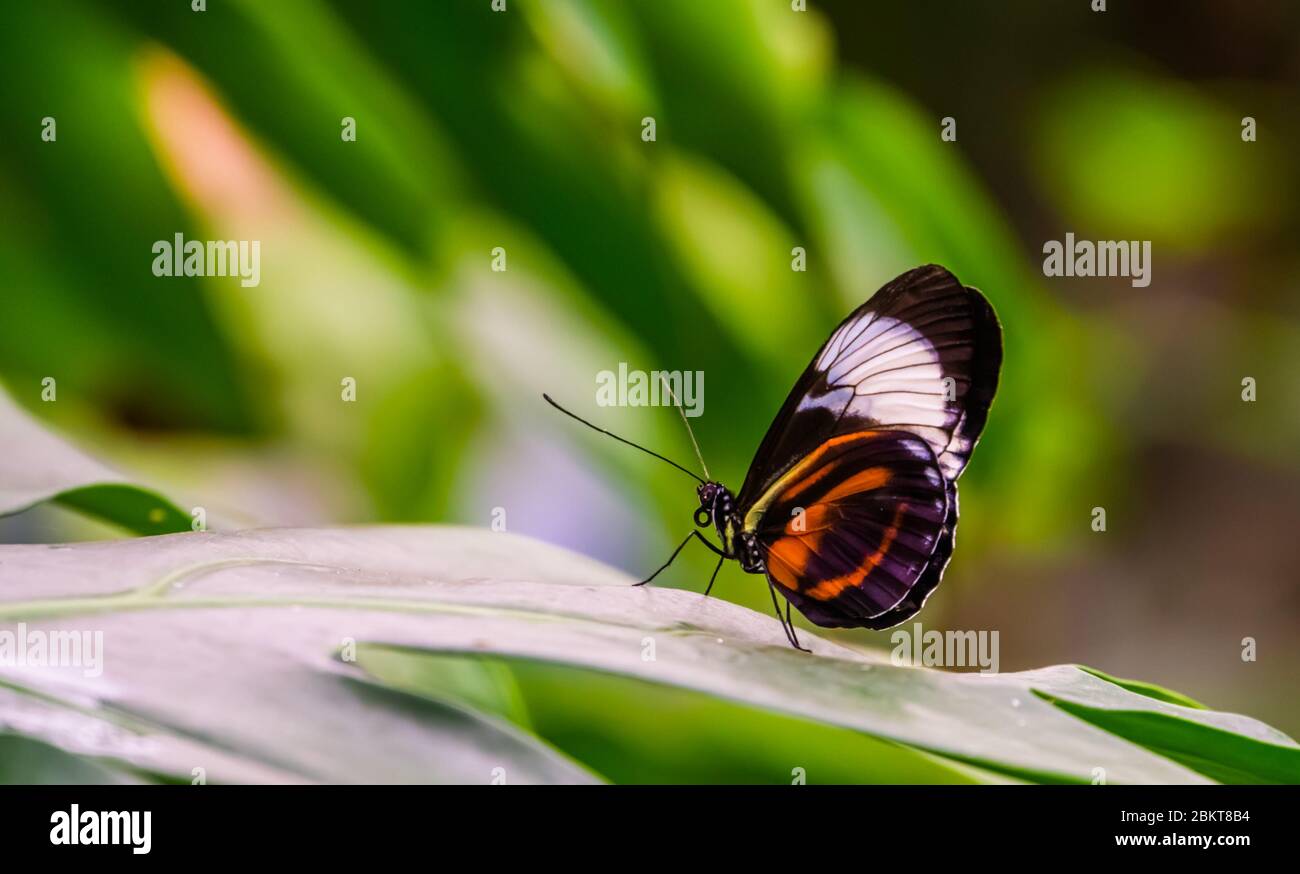 Primo piano di una farfalla postino su una foglia, sfondo della natura, specie di insetti tropicali dall'America Foto Stock