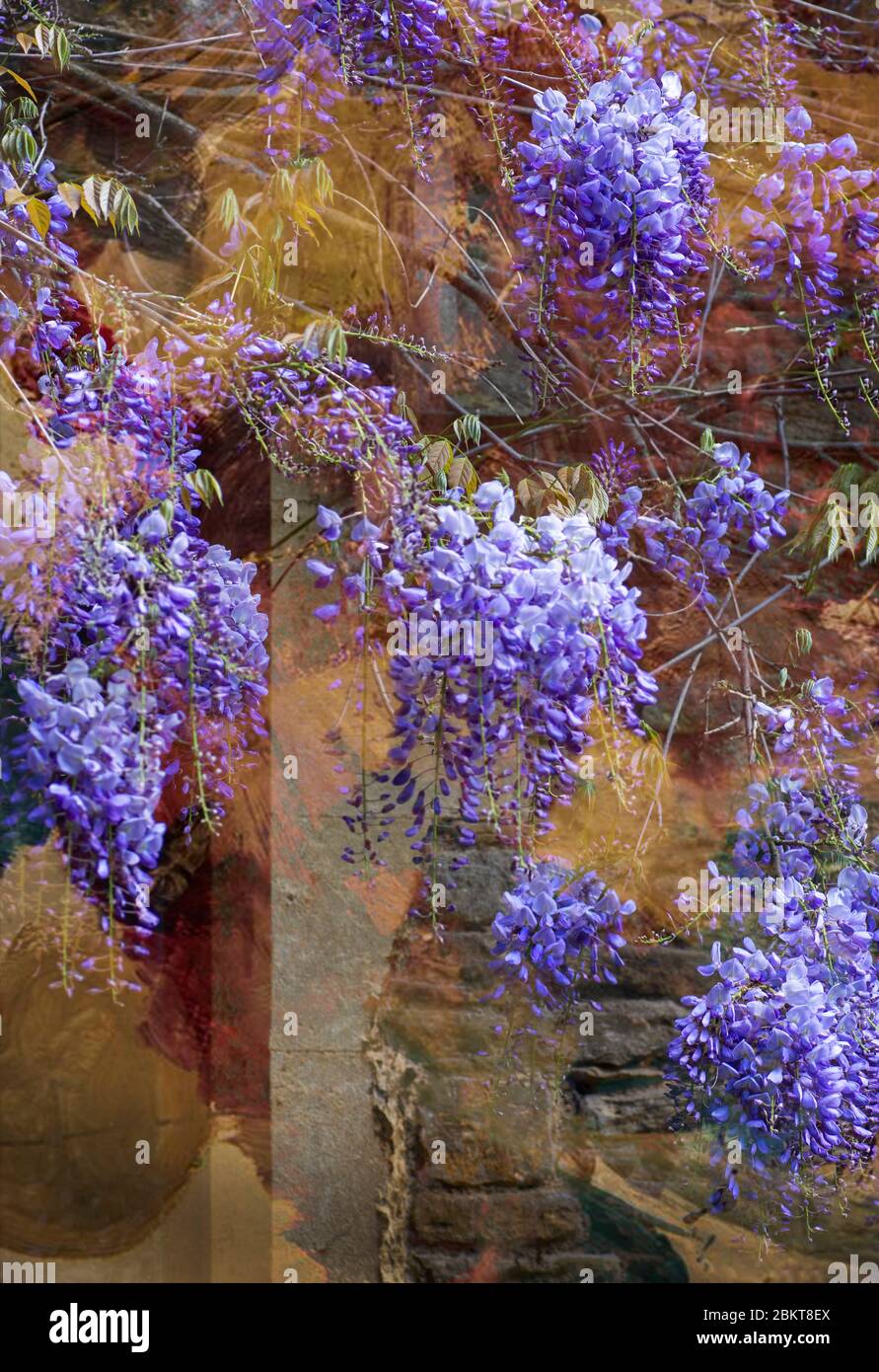 La Wisteria è una grande pianta da arrampicata che può vivere a lungo. Produce una profusione di fiori blu che pendono in una grande massa in primavera Foto Stock