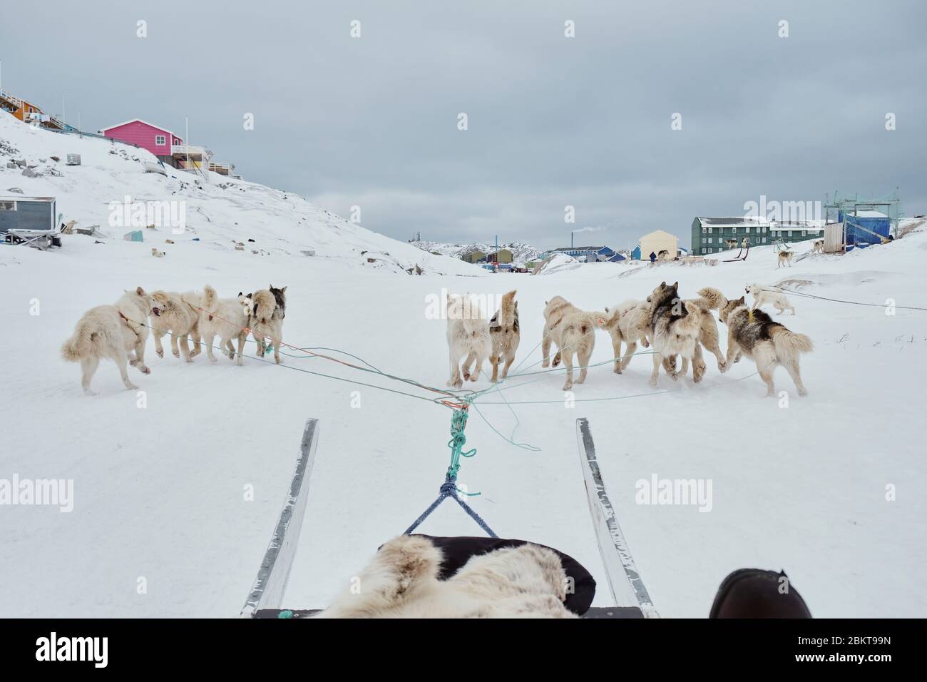 Vista passeggero di una slitta trainata da cani in Ilulissat Greeland Foto Stock