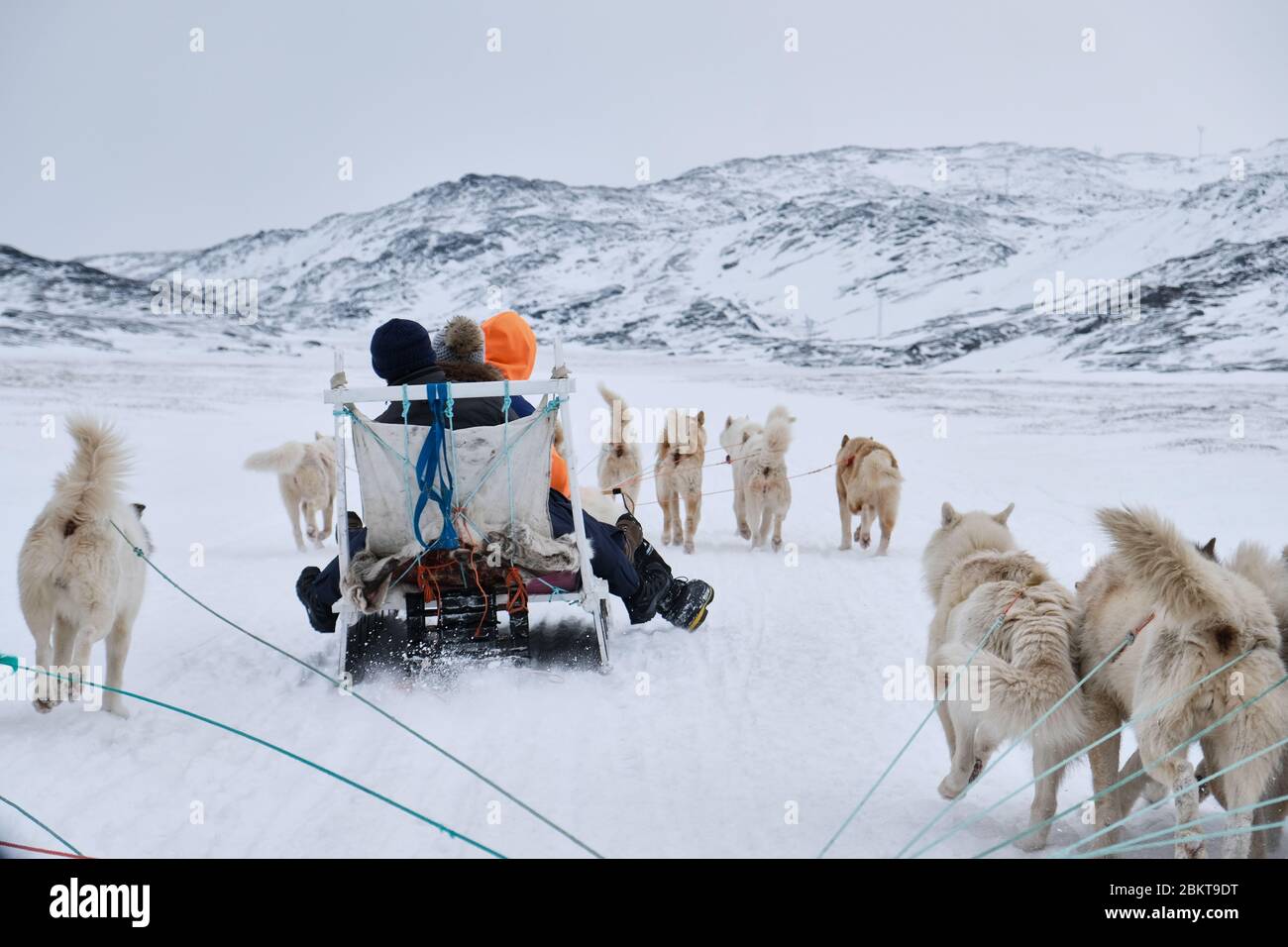 Vista passeggero di una slitta trainata da cani in Ilulissat Greeland Foto Stock