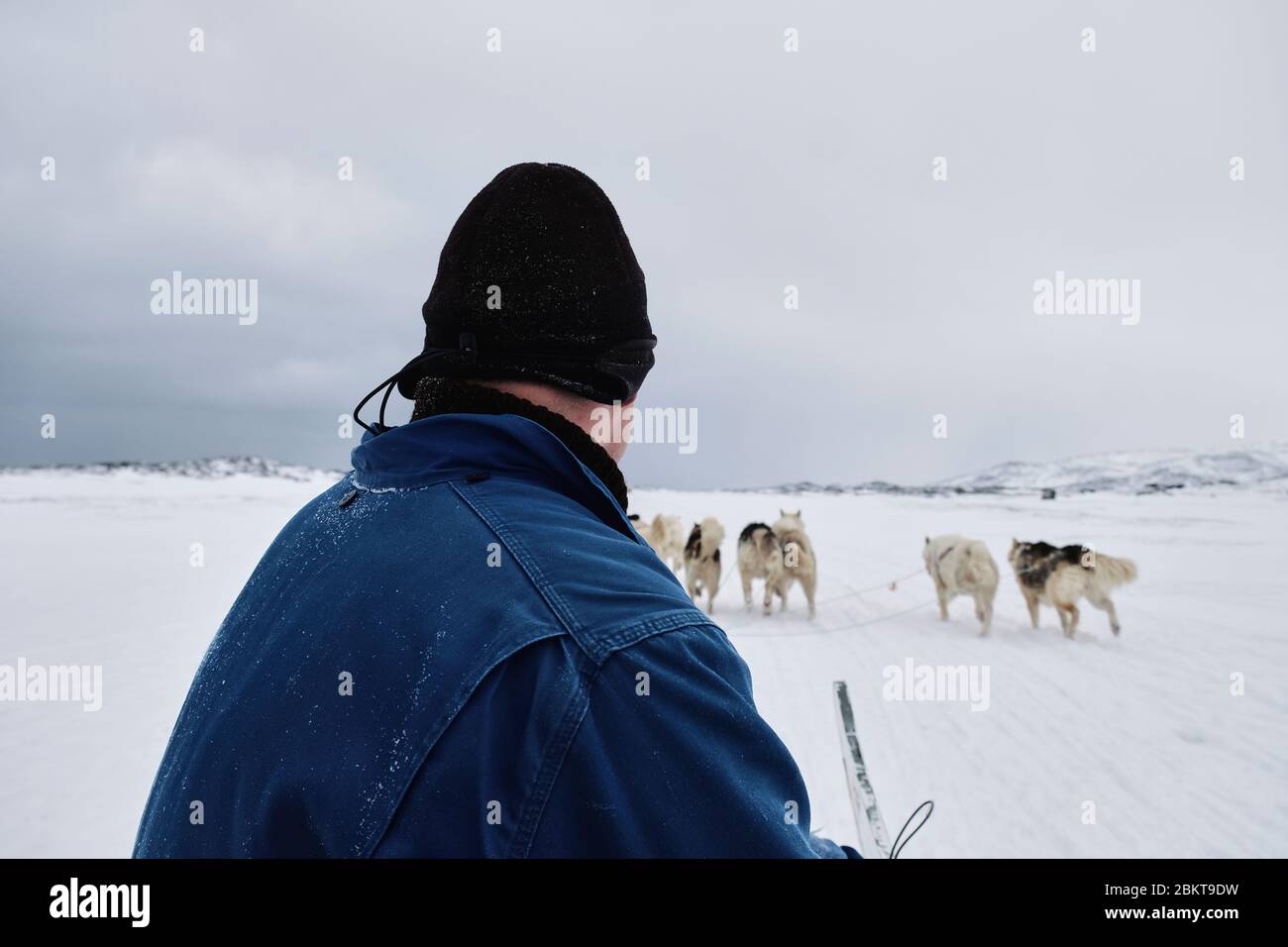 Vista passeggero di una slitta trainata da cani in Ilulissat Greeland Foto Stock