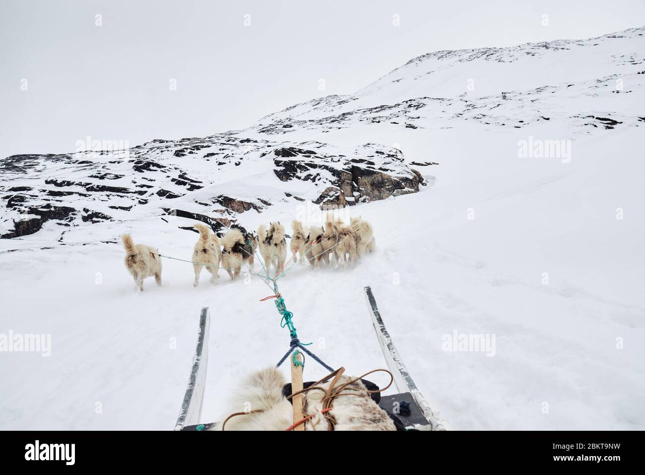 Vista passeggero di una slitta trainata da cani in Ilulissat Greeland Foto Stock