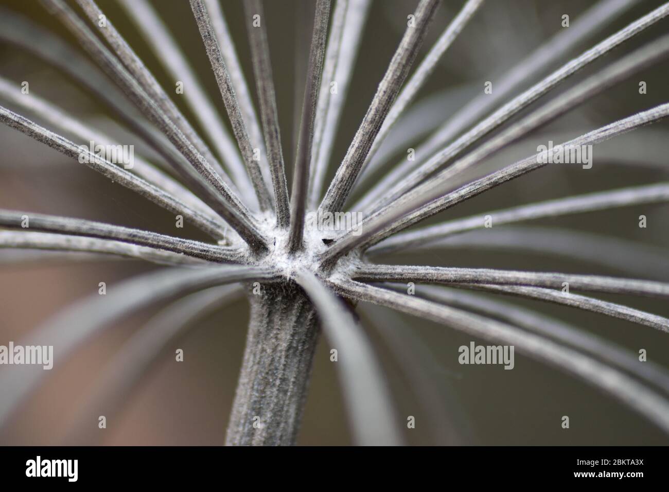 Primo piano della testa di semi di erbaccia di porco Foto Stock